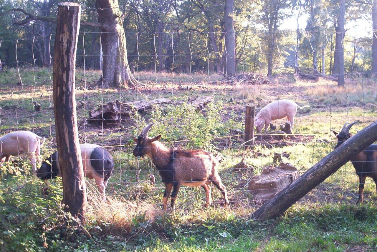 Ferienwohnungen Stricker Harz Walkenried Ngoại thất bức ảnh